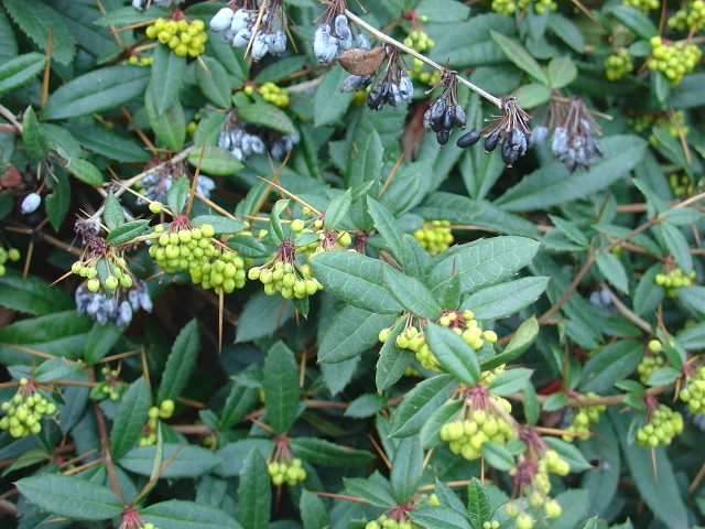 Des haies basses bien décoratives