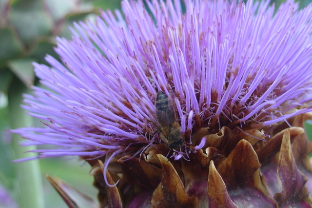 Des artichauts, au potager ou dans les massifs?