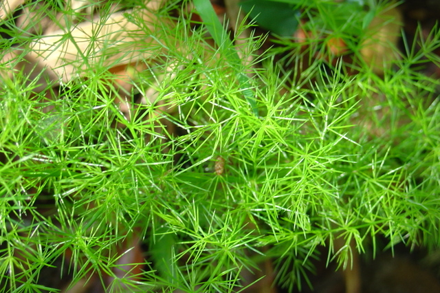 Flore de terre sèche : l’asparagus