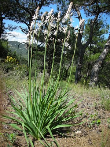 L’asphodèle : l’élégance faite fleur