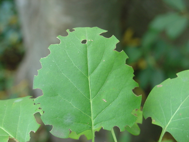 Un ravageur: l’otiorrhynque
