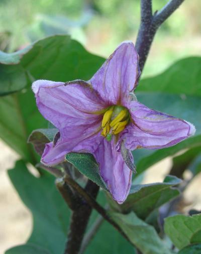 Un légume plein de soleil, l’aubergine