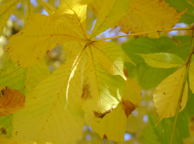 Aujourd’hui 22 septembre, c’est l’automne…