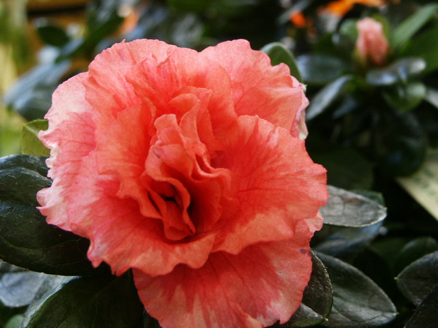 L’azalée indica, toujours appréciée