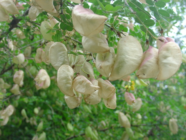 Les drôles de gousses du baguenaudier