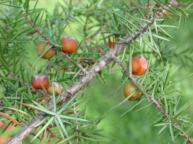 Le genévrier cade, arbrisseau aux maintes vertus