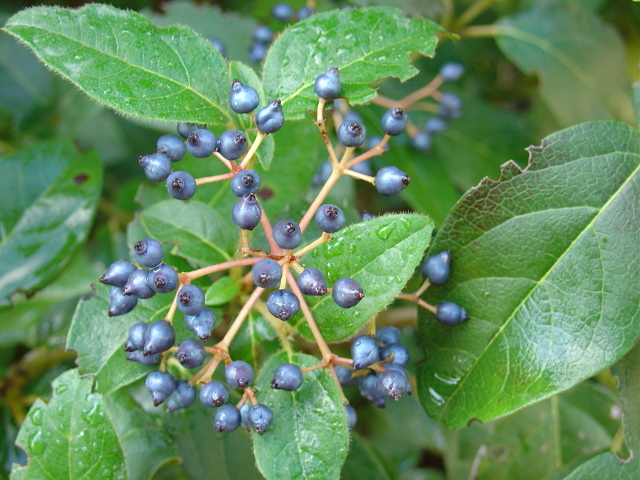 Attirer les oiseaux au jardin
