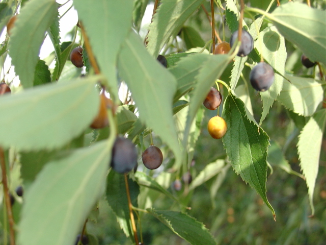 Un arbre aux accents du sud, le micocoulier