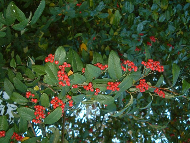 Des baies comme s’il en pleuvait