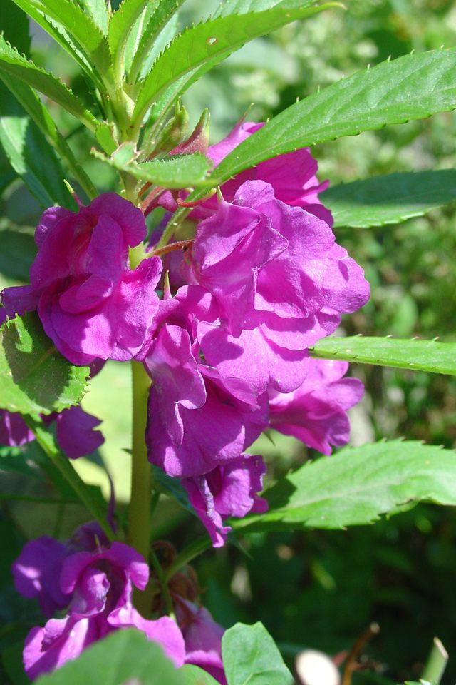 Frileuse impatiens balsamina