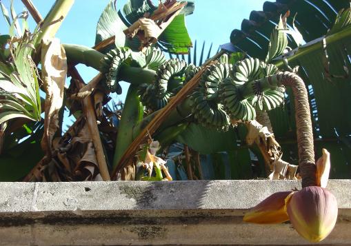 Le bananier, une seule fleur par tige, pas plus !