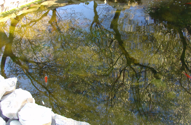 Quel type de bassin pour le jardin?