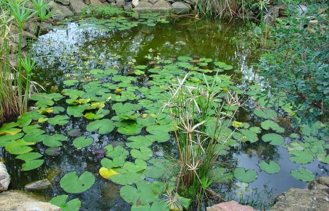 Bassin d’agrément, entretien d’automne.