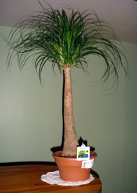 Beaucarnéa : beau comme un éléphant ?