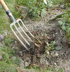 Jardin : mettre en valeur son sol grâce au double bêchage (8/8)
