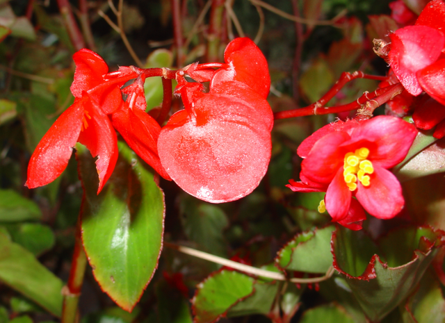 Mon bégonia amoureux du soleil