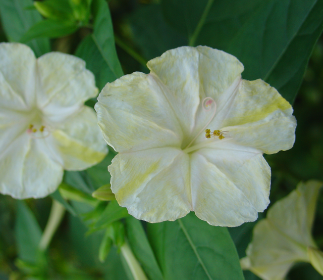 Un massif plein de senteurs