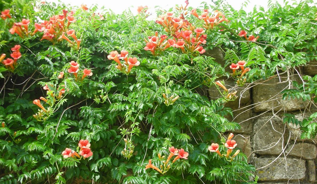 Je marcotte une bignone