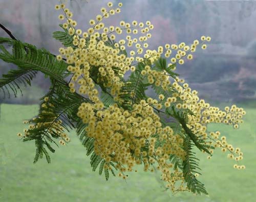 Soleil d’hiver: Le mimosa