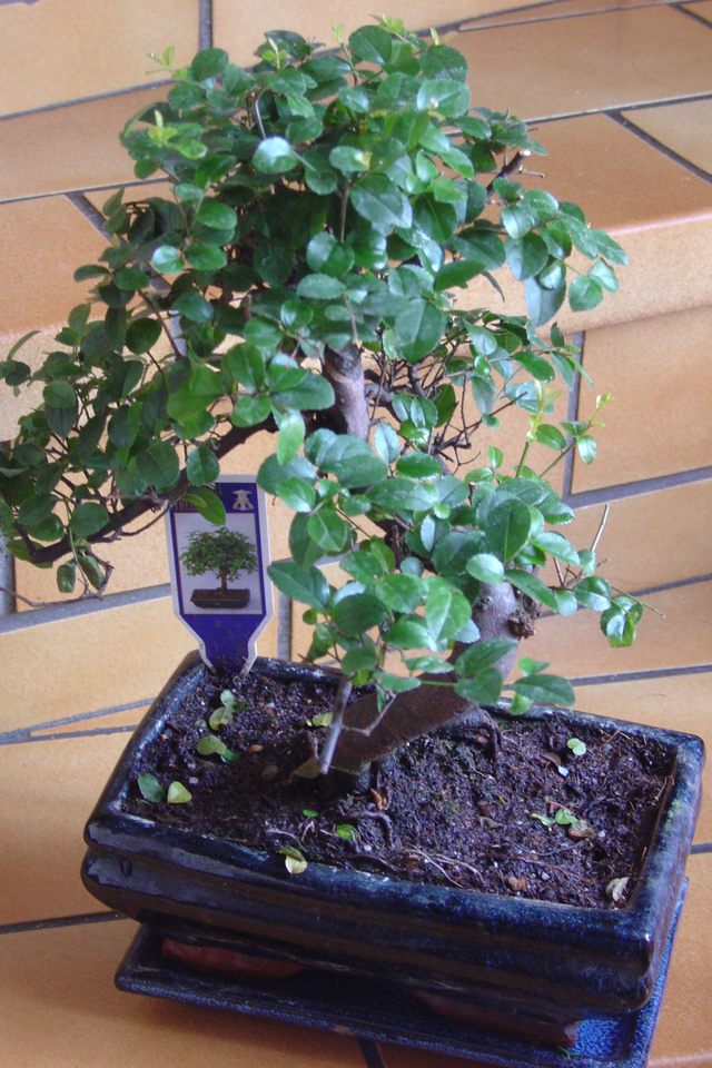 Une culture délicate: celle du bonsaï