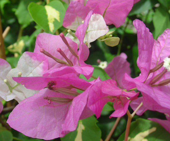 Et maintenant, que faire de votre bougainvillier?