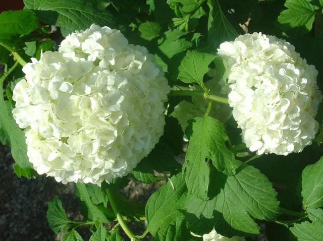 Des boules de neige dés le mois de mai