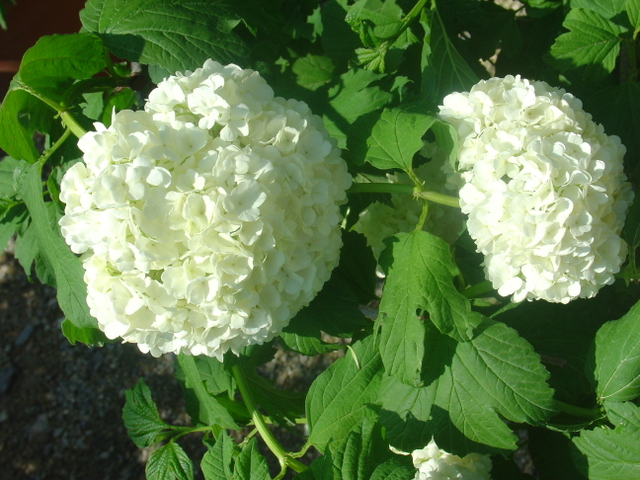 Des boules de neige aux beaux jours