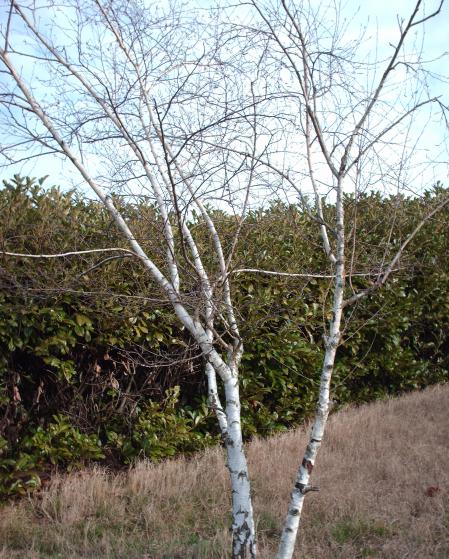 Le bouleau d’Europe, la légèreté et la grâce