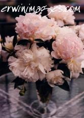 Les manifestations de juillet