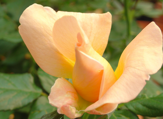 Bonne fête à toutes les mamans