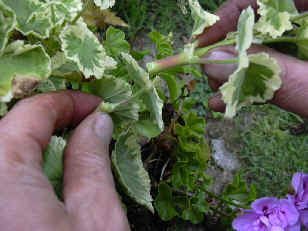 Le temps des boutures