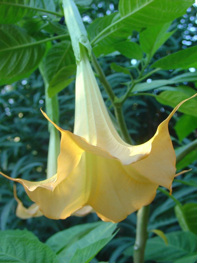 LE BRUGMANSIA, un vrai spectacle!
