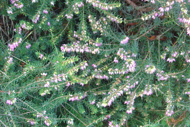 Un jardin verdoyant en hiver