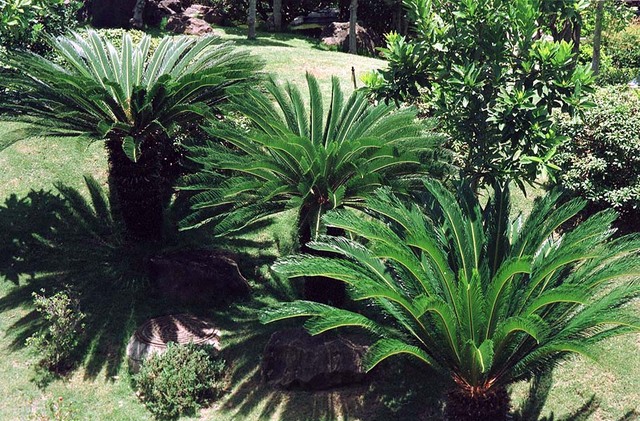 Le cycas révoluta