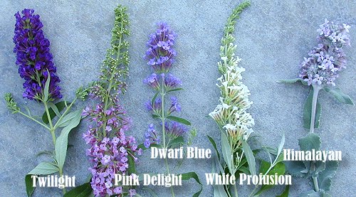 Le buddleia invite les papillons