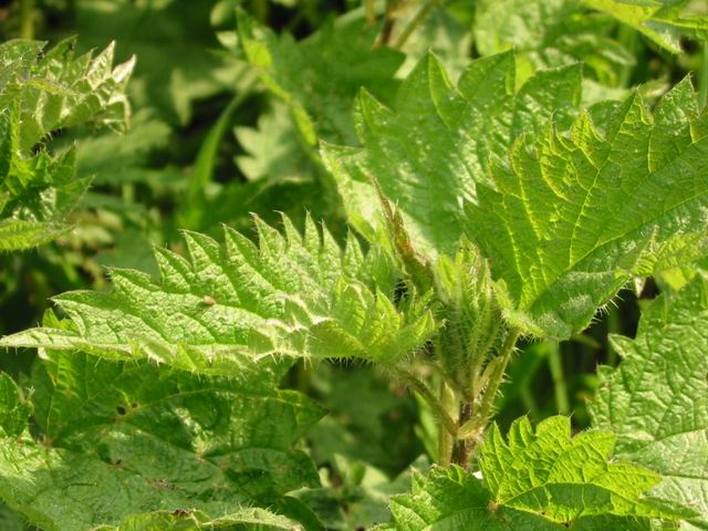 L’ortie, un engrais naturel
