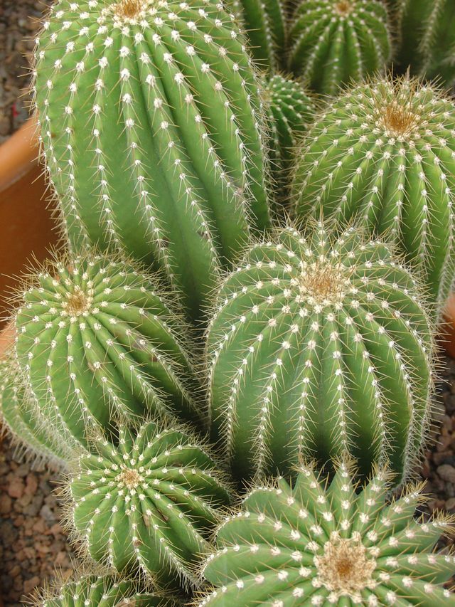 Le grand repos des cactus
