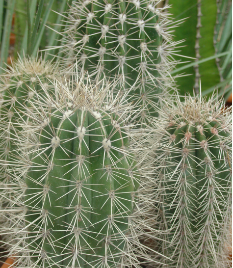 Une oasis de verdure…