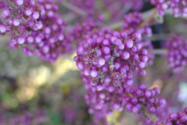 Vous allez craquer pour le callicarpa