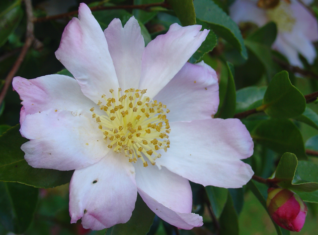 Le camélia sasanqua nous offre sa floraison automnale