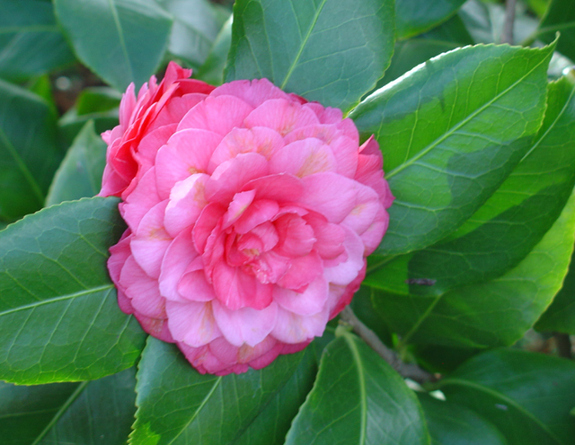 Un camélia en bonne compagnie