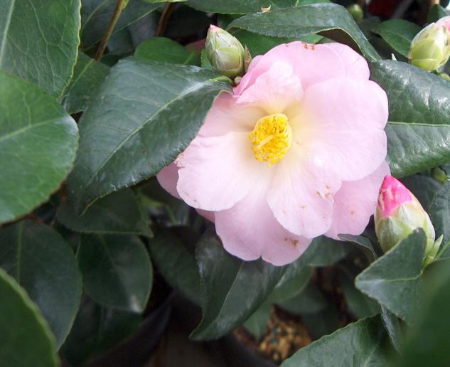 Quelques soucis avec votre camélia ?