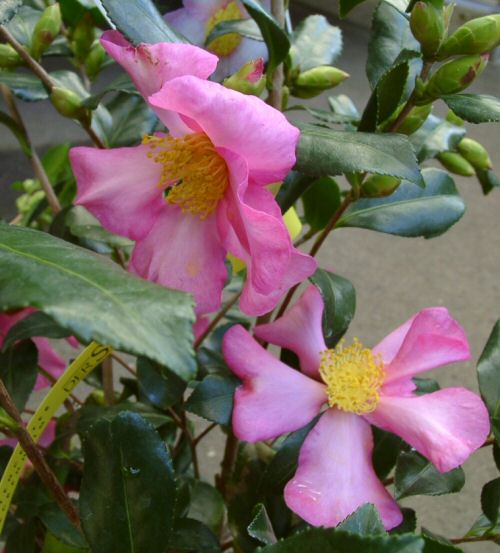 Un camélia pour l’automne