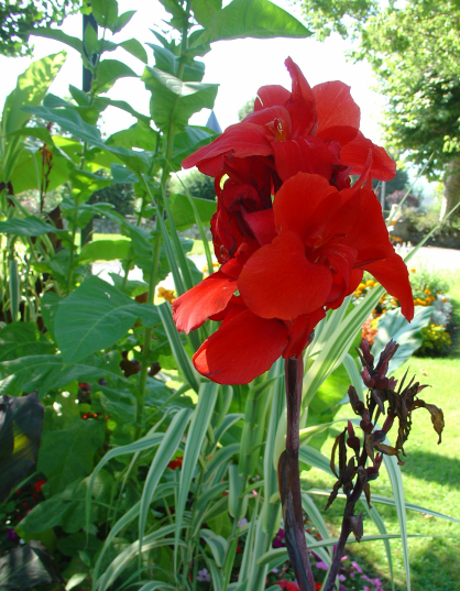 Mise en végétation des cannas
