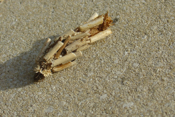 Une étrange chenille