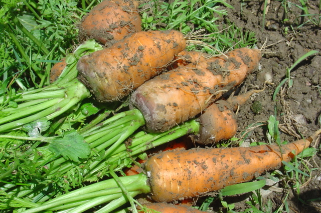 Attention aux ravageurs de la carotte