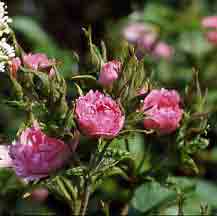 Rosiers du bord de mer