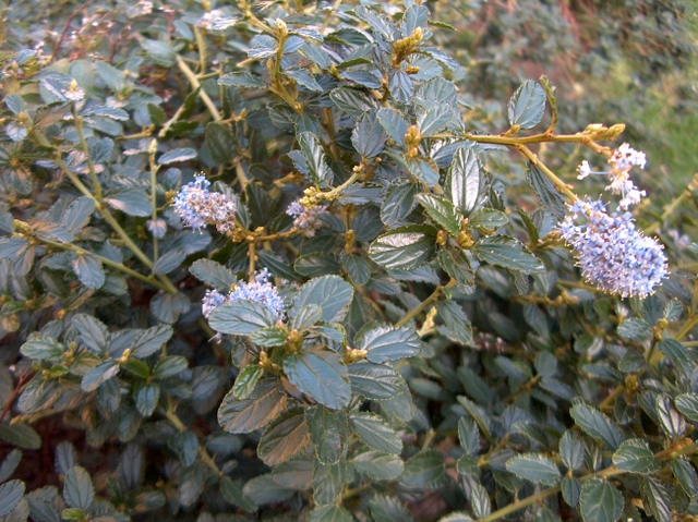Le céanothe, lilas de Californie