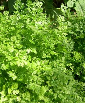 Le cerfeuil