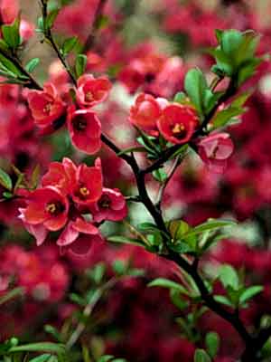 Le cognassier du japon